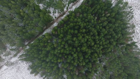 Establishing-aerial-birdseye-footage-of-trees-covered-with-light-snow,-Nordic-woodland-pine-tree-forest,-foggy-overcast-winter-day,-mist-rising,-low-clouds-moving,-wide-drone-shot-moving-forward