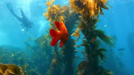 Orangenfische-In-Einem-Fesselnden-Kelpwald-Bergen-Die-Geheimnisse-Des-Meereslebens