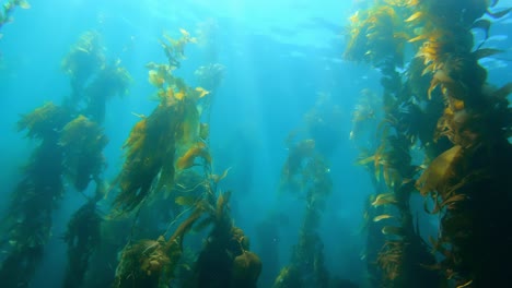 A-grandiose-and-enigmatic-kelp-forest-holds-the-secrets-of-sea-creatures