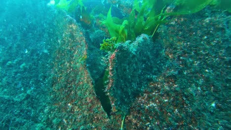 An-enigmatic-Ship-wreck-discovered-in-a-kelp-forest---home-of-the-ocean's-biodiversity