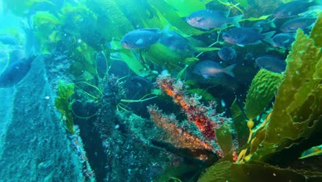 A-mysterious-ship-wreck-surrounded-by-grandiose-kelp-forest-which-shelters-the-wealth-of-ocean-species