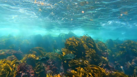 Ein-Ufer-Eines-Beeindruckenden-Und-Rätselhaften-Kelpwaldes-Verbirgt-Die-Geheimnisse-Ozeanischer-Arten