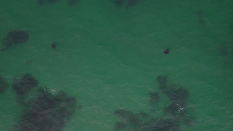 Stachelrochen-Und-Delfine-Schwimmen-Unter-Klarem-Blauem-Wasser-In-Cabarita-Beach,-Nsw,-Australien