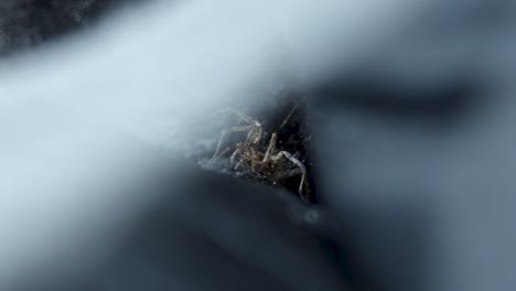 Furrow-Orb-Weaver-Spider-on-web-moving-its-legs