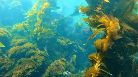 A-bewitching-and-enigmatic-kelp-forest-contains-the-wealth-of-marine-life