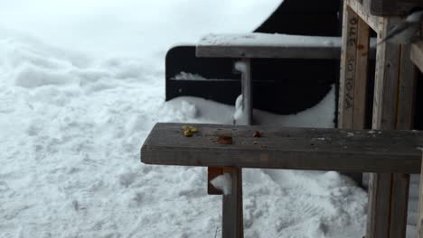 A-willow-tit-eating-from-a-wooden-bench-surrounded-in-snow