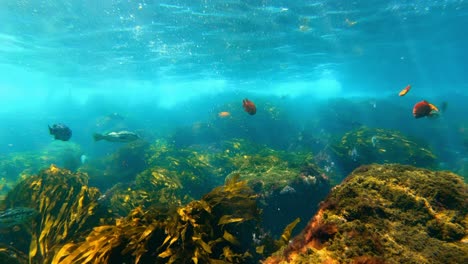 Un-Enorme-Bosque-De-Algas-Marinas-Alberga-La-Riqueza-De-Especies-Oceánicas