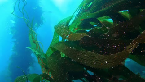 The-awe-inspiring-and-enigmatic-kelp-forest-conceals-the-ocean's-varied-species