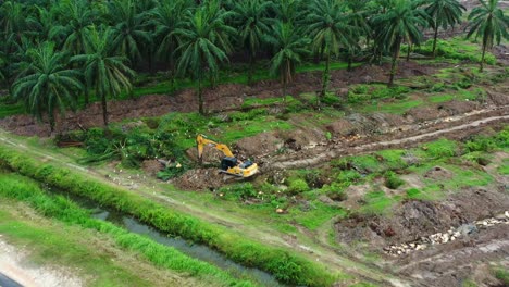 Drone-aerial-view-of-forest-removal-on-the-roadside,-excavator-removing-palm-trees-with-birds-foraging-on-the-side,-deforestation-for-palm-oil,-environmental-concerns-and-habitat-loss,-aerial-shot