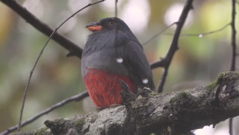 A-black-tailed-trogon-resting-on-a-thick-branch-of-a-tree-in-the-rain