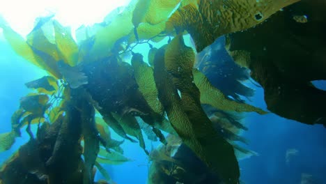 Der-Große-Und-Rätselhafte-Kelpwald-Verdeckt-Die-Fülle-Ozeanischer-Arten