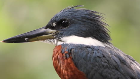 nice-close-up-shot-of-a-steely-blue-and-rich-chestnut-colored-Ringed-Kingfisher