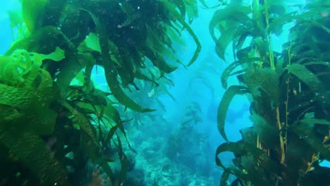 Un-Vasto-Y-Enigmático-Bosque-De-Algas-Protege-A-La-Multitud-De-Especies-Oceánicas