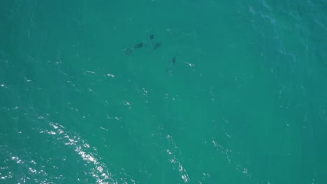 Grupo-De-Delfines-Nariz-De-Botella-Nadando-Bajo-El-Mar-Cerca-De-Double-Island-Point-En-Rainbow-Beach,-Queensland,-Australia