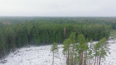 Establishing-aerial-footage-of-trees-covered-with-light-snow,-Nordic-woodland-pine-tree-forest,-foggy-overcast-winter-day,-mist-rising,-low-clouds-moving,-wide-drone-shot-moving-forward