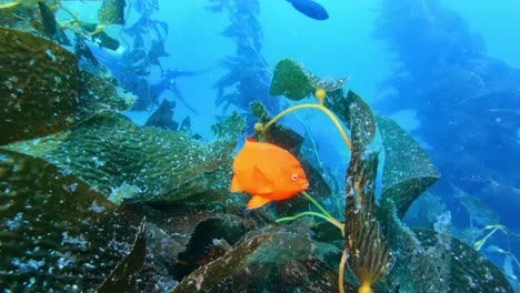Ein-Atemberaubender-Und-Rätselhafter-Seetangwald-Verschleiert-Die-Fülle-Des-Meereslebens