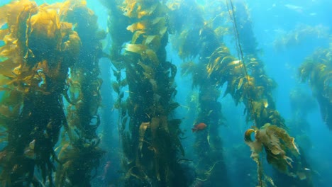 A-stunning-and-enigmatic-kelp-forest-masks-the-abundance-of-sea-creatures