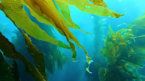 Ein-Beeindruckender-Und-Rätselhafter-Seetangwald-Birgt-Die-Geheimnisse-Der-Biodiversität-Des-Ozeans