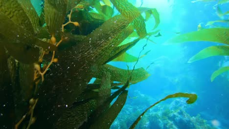 Un-Vasto-Y-Enigmático-Bosque-De-Algas-Cubre-La-Multitud-De-Especies-Oceánicas