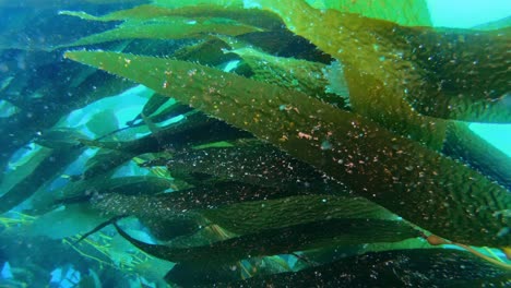 A-mesmerizing-and-enigmatic-kelp-forest-preserves-the-variety-of-ocean-life