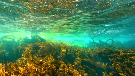 The-imposing-and-enigmatic-kelp-forest-obscures-the-wealth-of-marine-life