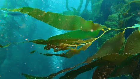 A-captivating-and-enigmatic-kelp-forest-conceals-the-ocean's-many-species