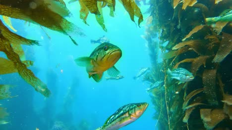 Entspannte-Gruppe-Von-Fischen-Unter-Dem-Riesigen-Kelp-Im-Sauberen-Ozean