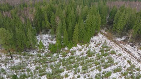 Establishing-aerial-footage-of-trees-covered-with-light-snow,-Nordic-woodland-pine-tree-forest,-foggy-overcast-winter-day,-mist-rising,-low-clouds-moving,-wide-drone-shot-moving-forward,-tilt-up