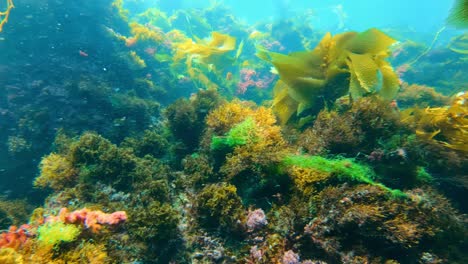 Un-Misterioso-Y-Grandioso-Bosque-De-Algas-Alberga-La-Riqueza-De-Especies-Oceánicas