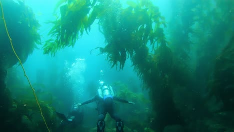 Divers-enjoy-exploring-the-mysterious-seaweed-forest