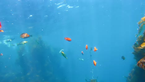 Fishes-in-a-towering-and-cryptic-kelp-forest-obscures-the-diversity-of-sea-creatures