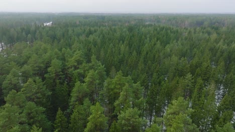 Establishing-aerial-footage-of-trees-covered-with-light-snow,-Nordic-woodland-pine-tree-forest,-foggy-overcast-winter-day,-mist-rising,-low-clouds-moving,-wide-drone-shot-moving-forward,-tilt-down