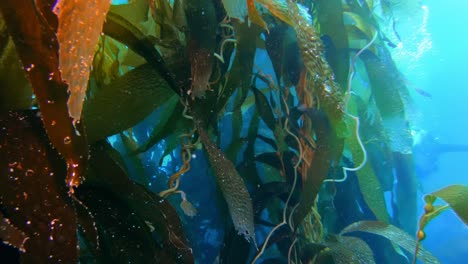Ein-Atemberaubender-Und-Mysteriöser-Seetangwald-Enthält-Die-Vielfalt-Des-Meereslebens