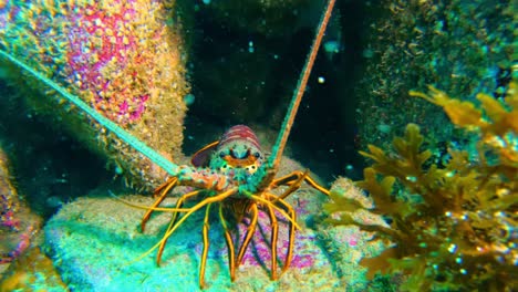 Close-up-of-a-curious-crab