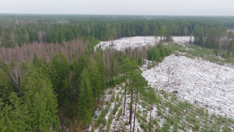 Establishing-aerial-footage-of-trees-covered-with-light-snow,-Nordic-woodland-pine-tree-forest,-foggy-overcast-winter-day,-mist-rising,-low-clouds-moving,-wide-drone-shot-moving-forward