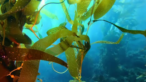 Ein-Hoch-Aufragender-Und-Mysteriöser-Kelpwald-Bedeckt-Die-Vielfalt-Des-Meereslebens
