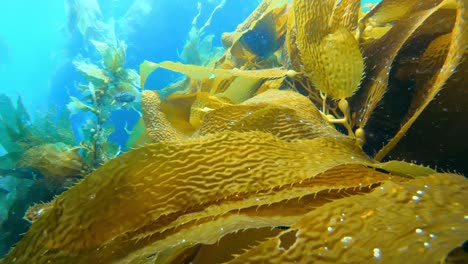A-massive-and-enigmatic-kelp-forest-shields-the-diversity-of-sea-creatures