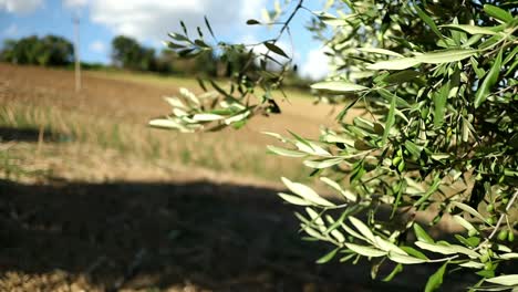 olive-leaves-waving-in-the-wind-in-a-relaxing-countryside-setting-in-central-Italy