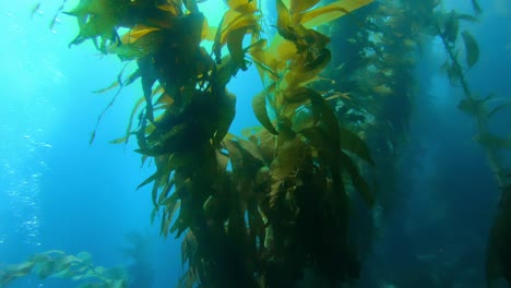 The-vast-and-mysterious-kelp-forest-encompasses-the-variety-of-ocean-life