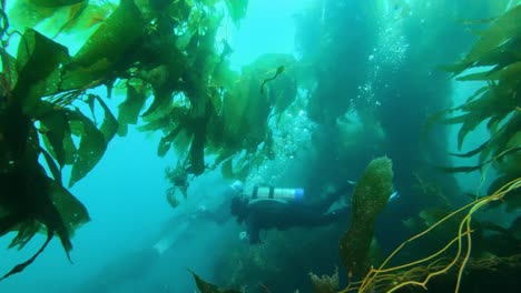 Divers-penetrate-an-impressive-giant-kelp-forest
