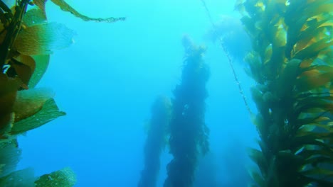 A-breathtaking-and-enigmatic-kelp-forest-preserves-the-variety-of-marine-species