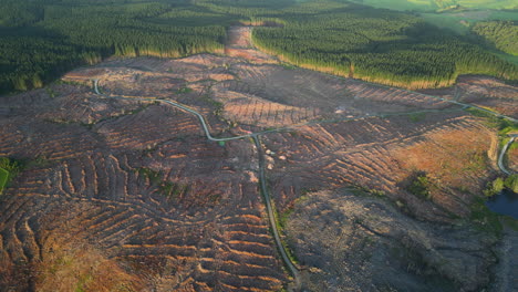 Aerial-view-of-big-tree-deforestation-area-in-a-forest-at-sunset-time