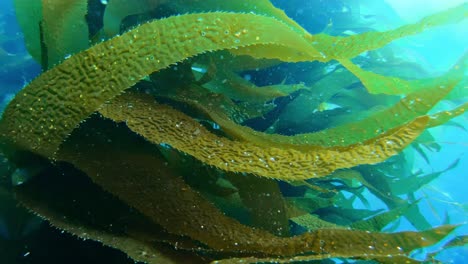 The-grand-and-enigmatic-kelp-forest-shields-the-richness-of-ocean-life