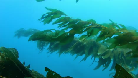 The-grand-and-enigmatic-kelp-forest-enshrouds-the-richness-of-marine-creatures