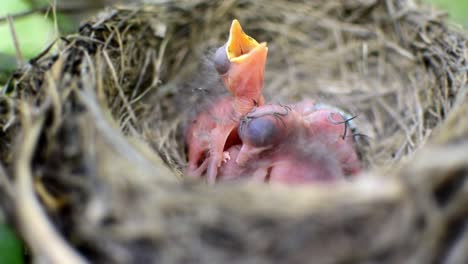 Three-newborn-birds-in-a-nest-calling-for-their-mother