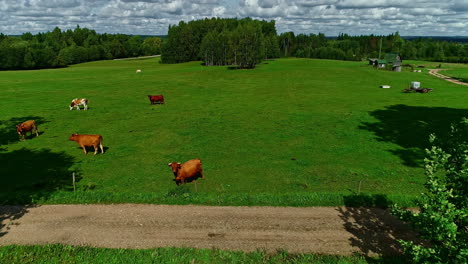 Toma-Aérea-Hacia-Atrás-Del-Rebaño-De-Vacas-Pastando-En-Pastos-Verdes-Durante-El-Día-Nublado-En-El-área-Rural