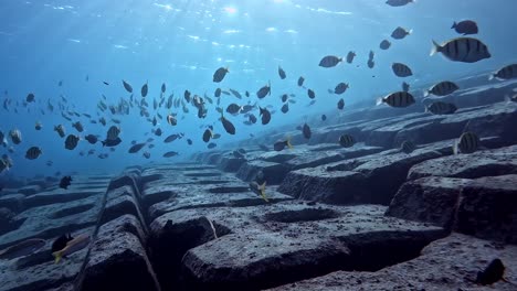 Concrete-Artificial-Reef-With-School-Of-Fish-In-The-Blue-Ocean