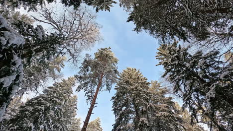 Ein-Fantastischer-Drehschuss-Vom-Waldboden-Und-Hoch-Auf-Die-Hohen-Baumwipfel,-Die-Mit-Schnee-Und-Einem-Blauen-Himmel-Dahinter-Gefüllt-Sind