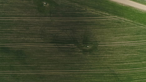 Rows-of-farm-crops-growing-in-a-field---straight-down-aerial-view