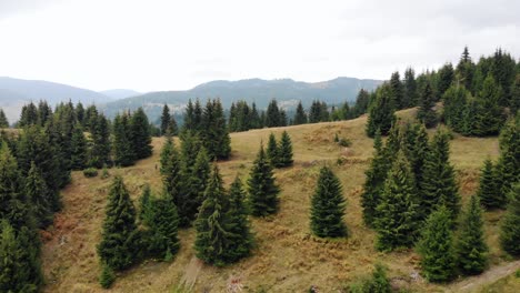 Lowering-On-Tree-Conifers-On-The-Mountains
